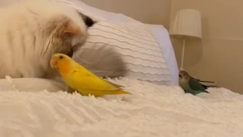 Play and fun between birds and cats