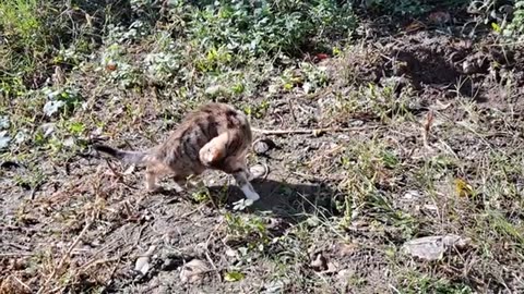 A cute kitten walks in the yard.