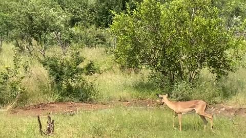 Jumping for fright - impala gets spooked