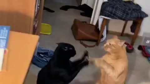 Cats playing with their baby cats