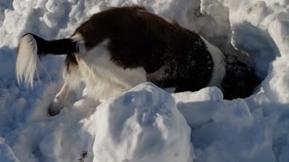 Determined pup digs hole in a snow pile