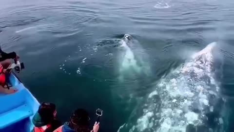 Magical Moments With The Gaint Gray Whales #shorts #viral #shortsvideo #video