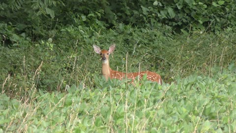 White tailed young deer jumps into woods