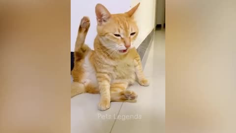 Animais mais engraçados 😅 Novos vídeos engraçados de cães e gatos 😸🐶 Parte 1