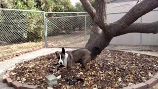 Rescue Dog Has Strange Fascination With Climbing Up Trees
