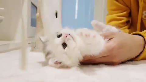 Cutest cat in 50 seconds