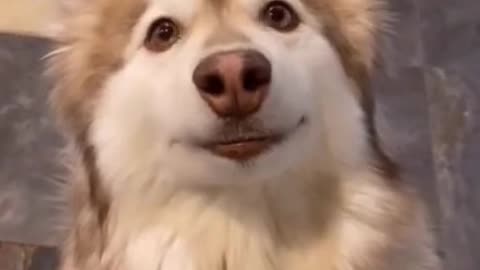 Dog looks like a human being with same face and expressions