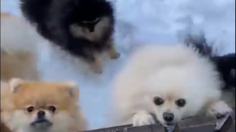 Cute puppies