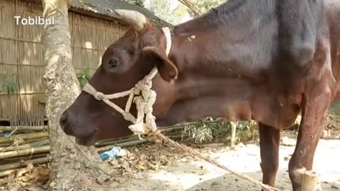 Have you ever heard the sound of a cow? Click on the video and hear the sound in a new way.