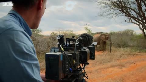 Curious Elephant Invades Car | BBC Earth