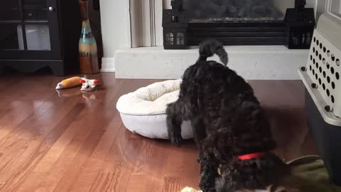 Poodle Jumps - Awkwardly