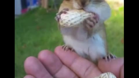 Chipmunk Animals4World