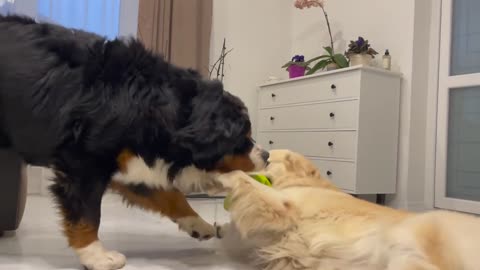 Golden Retriever doesn't want to share his toy squeaker with Bernese Mountain Dog