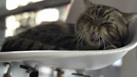 Scottish fold tabby kitten sleeping and yawning on the chair, Tilt up shot