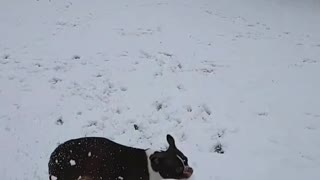 Boston Terrier jumps for snowballs