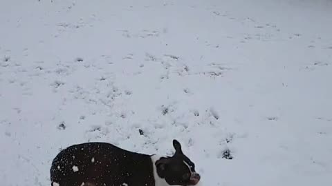 Boston Terrier jumps for snowballs