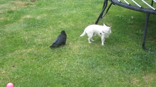 Nevermore and friend