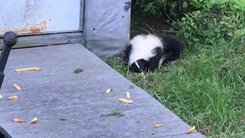 Skunk Snacking on Some Fries