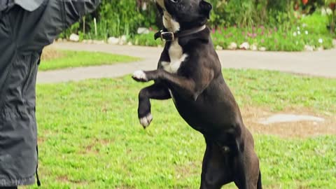 Super slow motion of a black dog catching a tennis ball