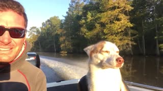 Husky co-pilot nearly falls asleep during fishing trip