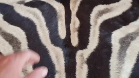 Felted Zebra Skin for client no6