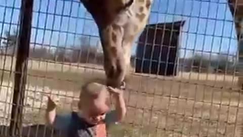 Enormous giraffe slurp toddler's head just like if it is an ice cream