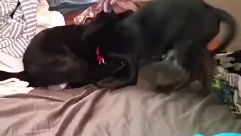 Funny moments between cats and dogs Try not to laugh