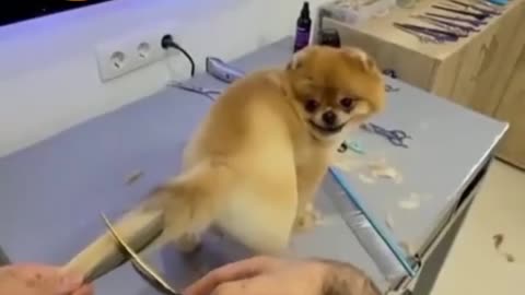 Instant dog tail hair cutting