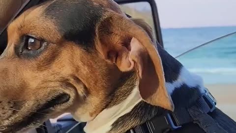 Good Morning, Friends 🧡 #beagletales #beagleslife #oceanview #trends #shorts