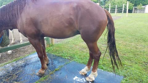 Duke Overcomes Bathing Issues