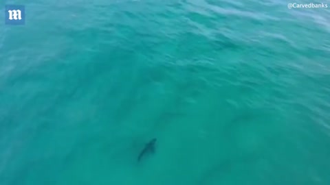 Drone Vision Shows Large Shark Approach Surfer At Maroubra Beach