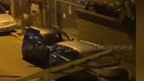 ROMA- Leone scappato dal circo di Ladispoli catturato dopo sette ore dalle Forze dell'ordine