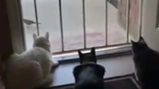 Three Cat and one bird and one Dog