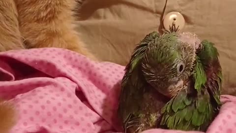 Rescued Kitty and Parrot Play Together