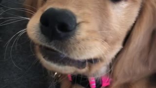 Brown dog pink collar talking to owner