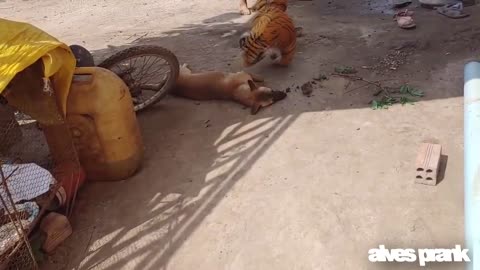 Tigre falso, brincadeira com o cachorro muito Engraçado a Reação do cão. Tente parar de rir