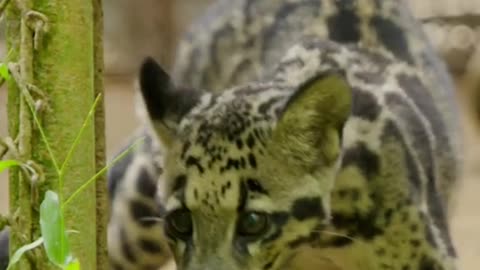 Could this meet-cute be the key to keeping the clouded leopard species alive?