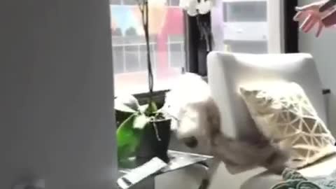 White cat running through bedroom jumps on table and knocks over orchid