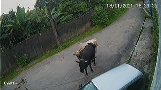 Brazilian Bull Gives Car a Big Bump