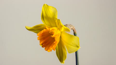 Stages of growth daffodils