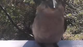 Wild Kookaburra Comes for Daily Feed