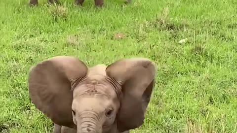 Cute Baby Elephant