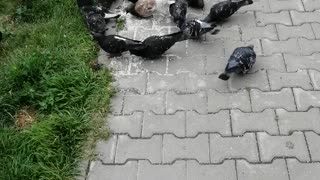 Good pigeons feast on the street.