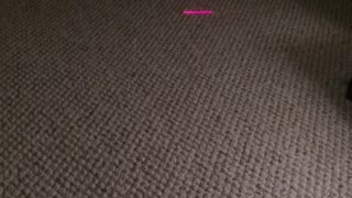 Cat chases laser light