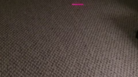 Cat chases laser light