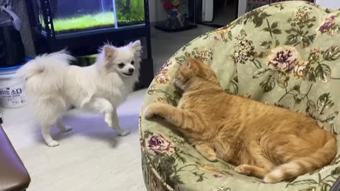 Dogs and cats argue.