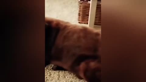 Cat Fart Into Microphone - Dog Fart Into Microphone