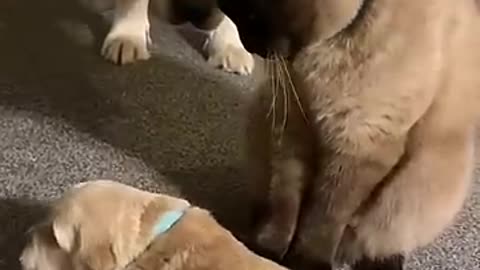 Cat comforts crying puppy while mom takes a break