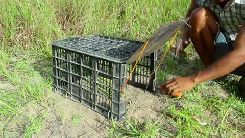 Simple Rabbit Trap - Technique Build Easy Rabbit Trap Using Plastic Basket