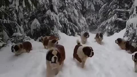 Cãezinhos geladões.